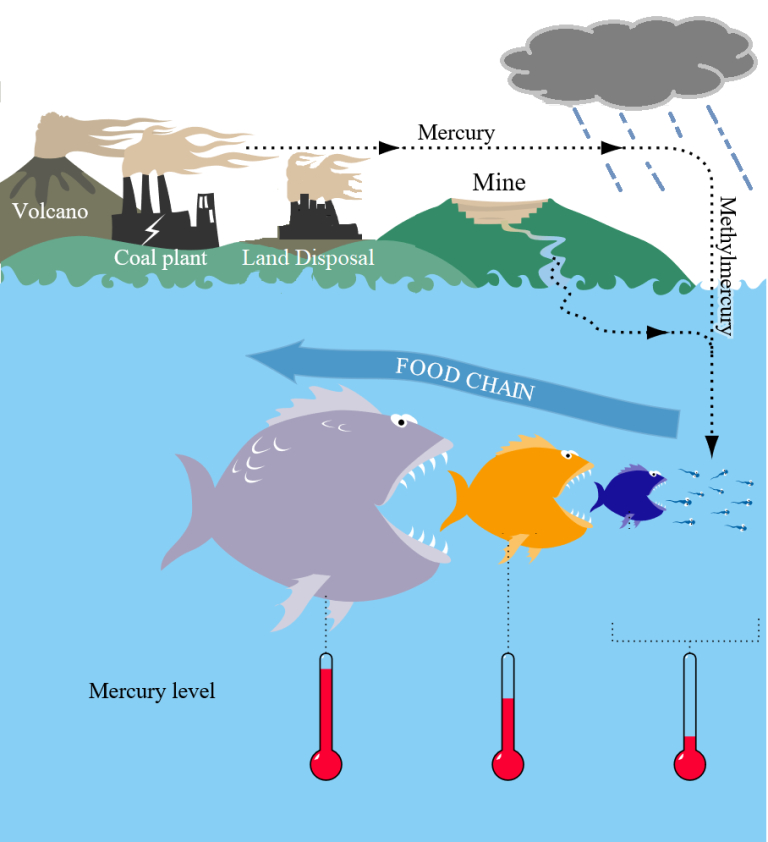 How toxic mercury enters and accumulates up the aquatic food chain (adapted by E. Lennon, original image by B. Higman, Ground Truth Trekking)